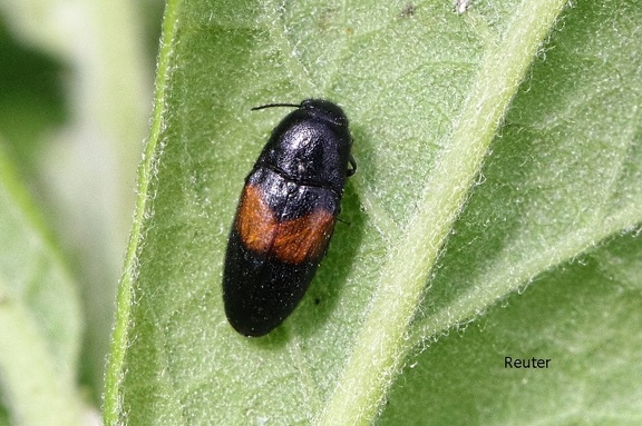 Gebänderter Scheinschnellkäfer (Drapetes cinctus)