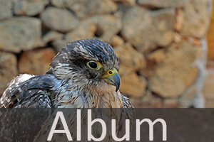 Falkenartige (Falconiformes)