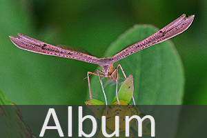 Federmotten (Pterophoroidea)