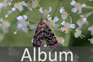 Spreizflügelfalter (Choreutidae)