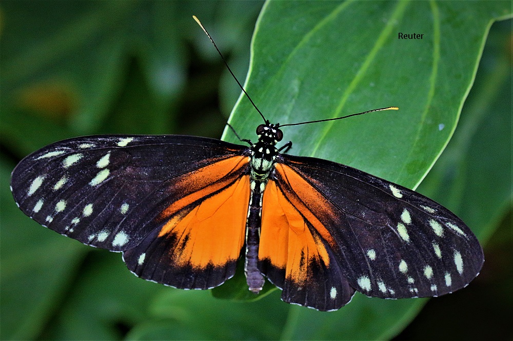 Tiger Passionsblumenfalter (Heliconius hecale)