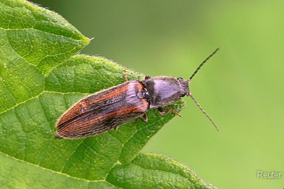 Gebänderter Schnellkäfer (Athous vittatus)