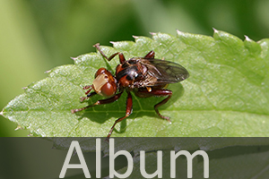 Blasenkopffliegen (Conopidae)