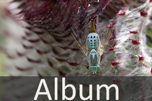 Bohrfliegen (Tephritidae)