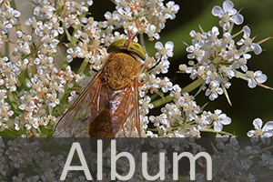 Bremsen (Tabanidae)