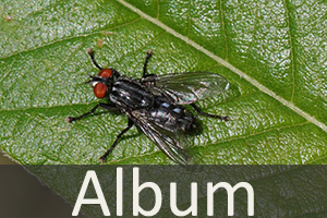 Fleischfliegen (Sarcophagidae)