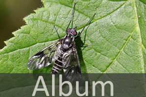 Ibisfliegen (Athericidae)