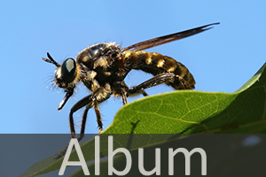 Raubfliegen (Asilidae)