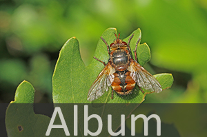 Raupenfliegen (Tachinidae)