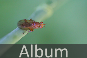 Scheufliegen (Heleomyzidae)