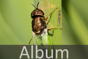 Waffenfliegen (Stratiomyidae)