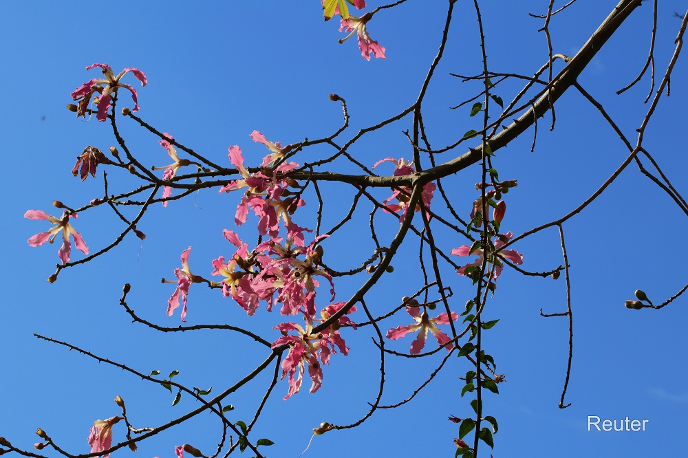 Florettseidenbaum (Ceiba speciosa)
