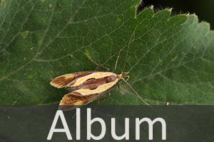 Faulholzmotten (Oecophoridae) 