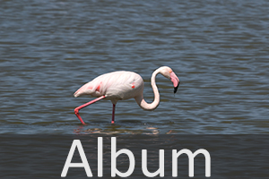 Flamingos (Phoenicopteriformes)