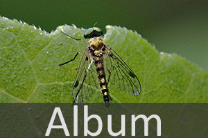 Schnepfenfliegen (Rhagionidae)