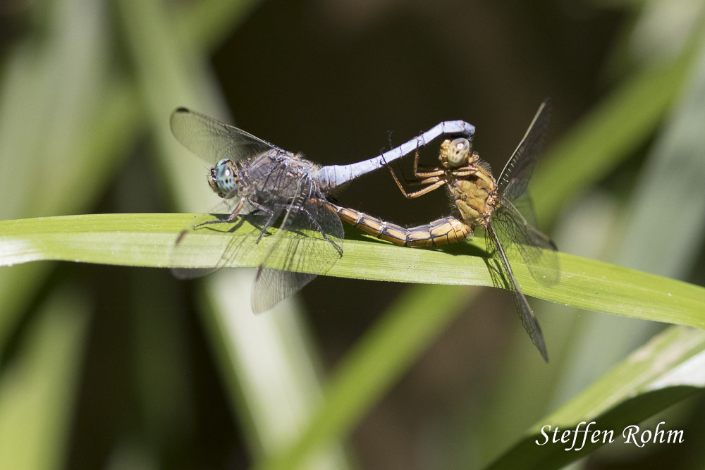 Kleiner Blaupfeil (Orthetrum coerulescens)