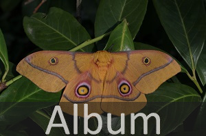 Pfauenspinner (Saturniidae)