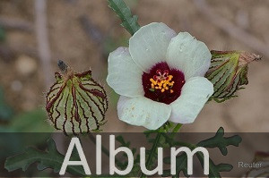Malvengewächse (Malvaceae)