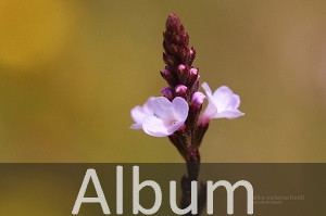 Eisenkrautgewächse (Verbenaceae)