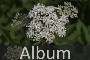 Doldenblütler (Apiaceae)