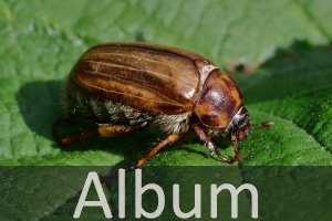 Blatthornkäfer (Scarabaeidae)