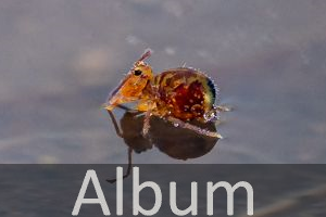 Album Springschwänze (Collembola)