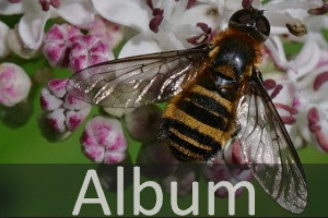Wollschweber (Bombyliidae)