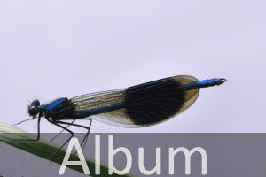 Kleinlibellen (Zygoptera)