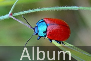 Blattkäfer (Chrysomelidae)