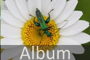 Scheinbockkäfer (Oedemeridae)