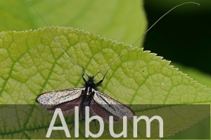 Langhornmotten (Adelidae)