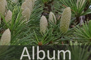 Kieferngewächse (Pinaceae)