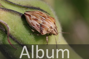 Schnabelkerfe (Hemiptera)
