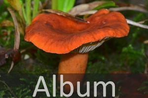 Pilze  (Fungi)