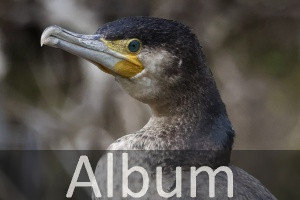 Kormorane (Phalacrocoracidae)