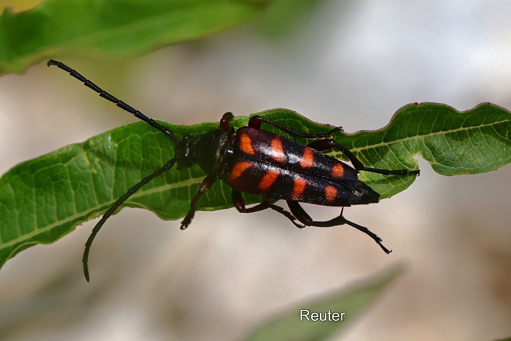 Goldhaariger Halsbock (Leptura aurulenta, Syn. Strangalia aurulenta)