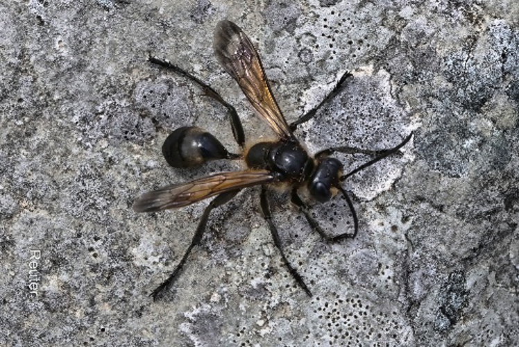 Grabwespe (Prionyx subfuscatus)
Foto: Karl Reuter
Ort: Montenegro , Kotor Mountain
Kamera: Canon R7, EF 100mm 1:2,8 L IS USM Grabwespe (Prionyx subfuscatus).jpg