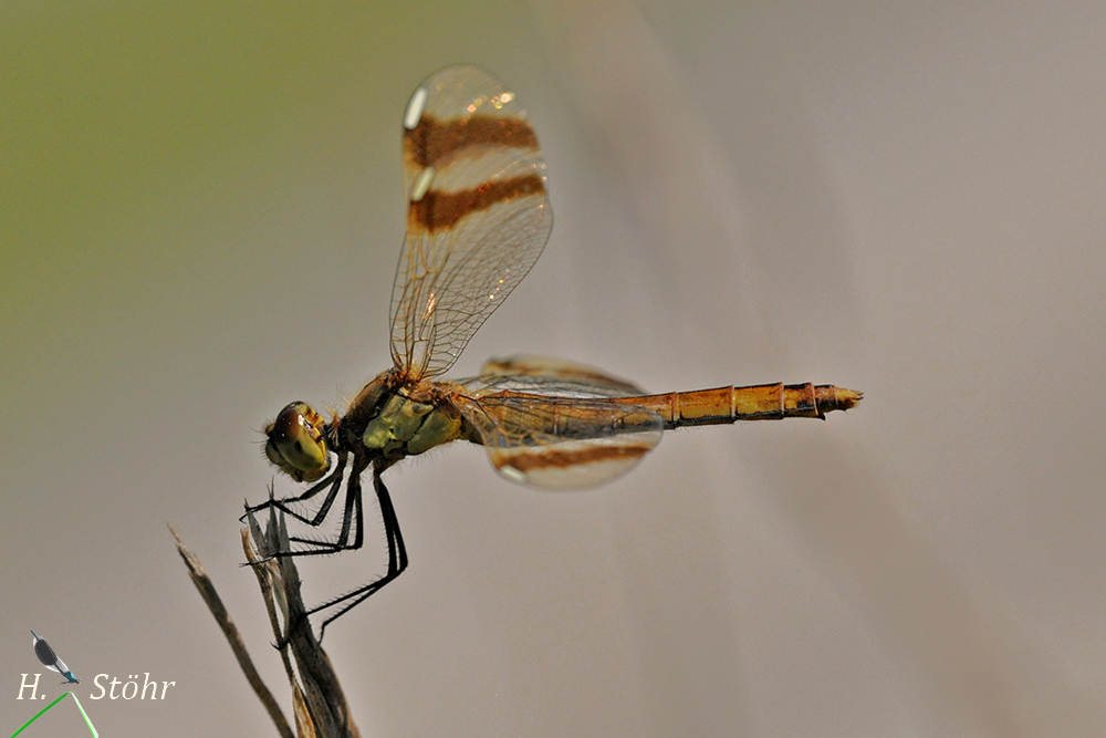 Gebänderte Heidelibelle (Sympetrum pedemontanum)