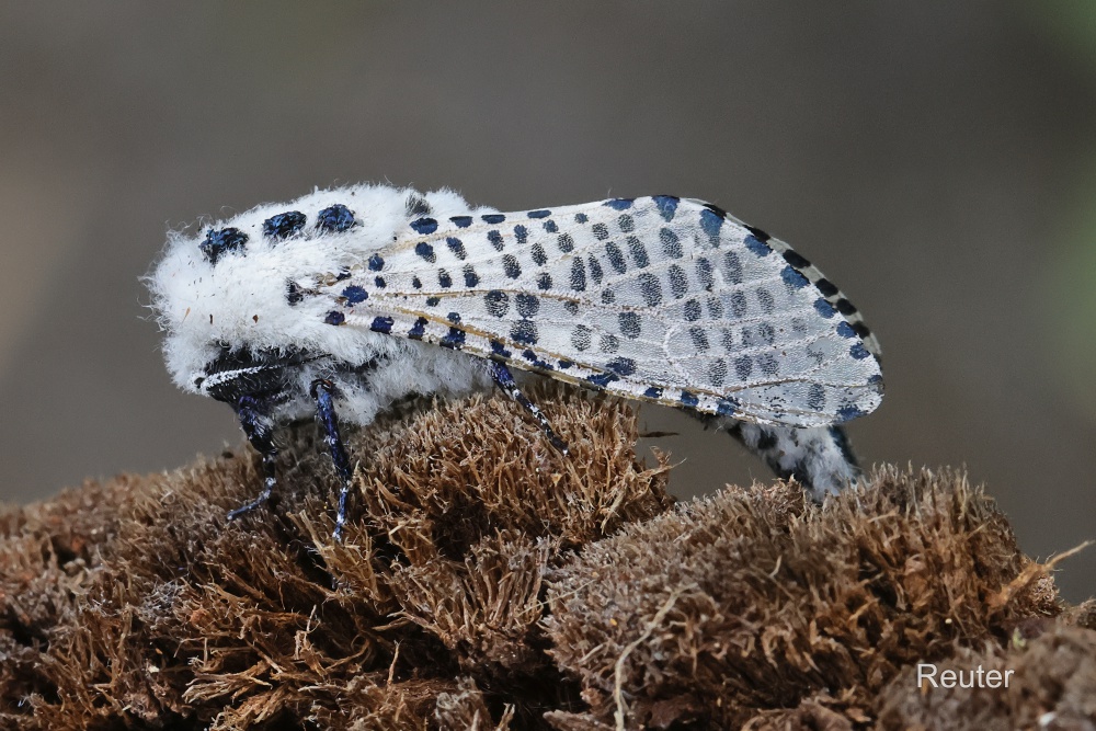Das Blausieb oder auch Kastanienbohrer (Zeuzera pyrina)