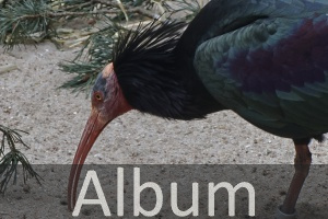 Ibisse und Löffler (Threskiornithidae) 