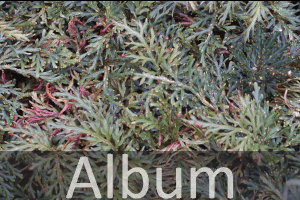 Moosfarne (Selaginella) 