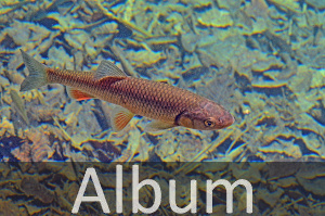 Karpfenartige(Cypriniformes).