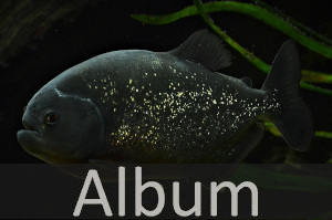 Salmlerartige (Characiformes)